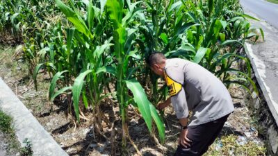 Bhabinkamtibmas Dorong Petani Labuapi Optimalkan Lahan Kosong