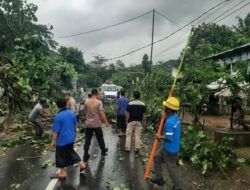 Sekotong Lumpuh Sementara Akibat Pohon Tumbang, Ini Kata Kapolsek!