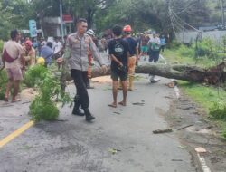 Respon Cepat Polsek Pemenang Evakuasi Pohon Tumbang