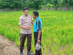 Dorong Ketahanan Pangan Nasional dan Swasembada, Bhabinkamtibmas Polsek Langgudu Cek Progres Tanaman Padi di Desa Binaan
