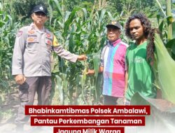 Bhabinkamtibmas Polsek Ambalawi Pantau Perkembangan Tanaman Jagung Milik Warga, Wujudkan Ketahanan Pangan