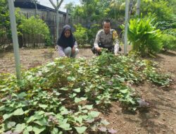 Dukung Ketahanan Pangan, Bhabinkamtibmas Polsek Asakota Monitoring Lahan Pekarangan Bergizi Milik Warga