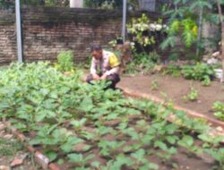 Bhabinkamtibmas Kelurahan Na’e Kontrol Tanaman Pangan dalam Rangka Mendukung Ketahanan Pangan Nasional