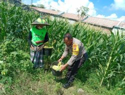 Bhabinkamtibmas Labuapi Dampingi Petani Dusun Jogot, Dukung Swasembada Pangan