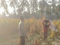 Polri Hadir untuk Petani! Bhabinkamtibmas Sekotong Dukung Produktivitas Pertanian