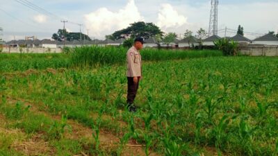 Bersama Petani, Polsek Labuapi Tinjau Perkembangan Jagung di Karang Bongkot