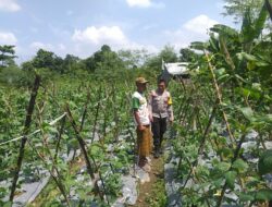 Pemanfaatan Lahan Kosong, Solusi Ketahanan Pangan di Lombok Barat