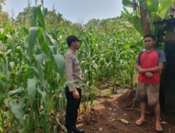 Bhabinkamtibmas Sambangi Petani Jagung, Ajak Dukung Ketahanan Pangan Nasional