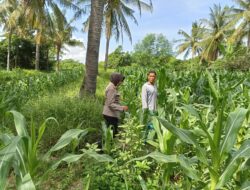 Polsek Gangga Bersama PPL Desa Rempek Laksanakan Pengecekan Lahan Pertanian Tumpang Sari