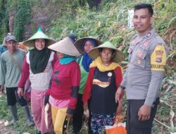 Bhabinkamtibmas Desa Rai Oi Bantu Warga Panen Jagung dalam Rangka Ketahanan Pangan Nasional
