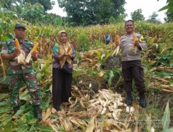 Bhabinkamtibmas Kelurahan Rite Laksanakan Pengecekan Panen Jagung Warga Binaan