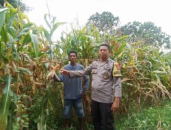 Bhabinkamtibmas Desa Kole Pantau Perkembangan Jagung dalam Rangka Meningkatkan Ketahanan Pangan Nasional