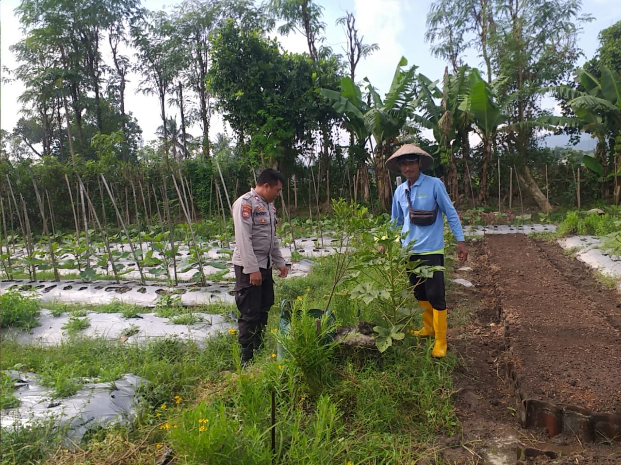 Bhabinkamtibmas Desa Jagaraga Aktif Sosialisasi Ketahanan Pangan, Warga Antusias Menyambut