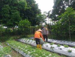 Warga Jagaraga Semangat Tanam, Berkat Dorongan Polisi