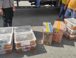 Truk Bermuatan Burung Tanpa Izin Dicegat Menuju Bali di Lombok Barat