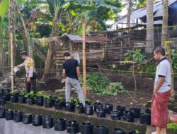 Lahan Kosong Disulap Pemuda Kuripan Jadi Kebun Produktif