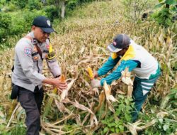Bhabinkamtibmas Polsek Rasanae Barat Bantu Warga Panen Jagung di Sambinae