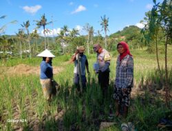 Bhabinkamtibmas Desa Giri Tembesi Berikan Motivasi dan Saran Pertanian kepada Petani