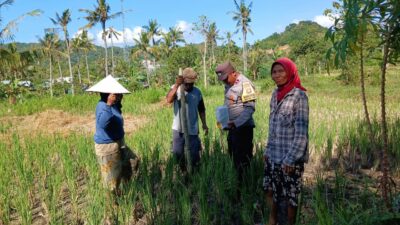 Bhabinkamtibmas Desa Giri Tembesi Berikan Motivasi dan Saran Pertanian kepada Petani