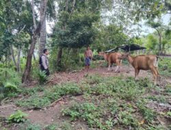 Ketahanan Pangan Dimulai dari Rumah: Inisiatif Polisi di Lombok Barat