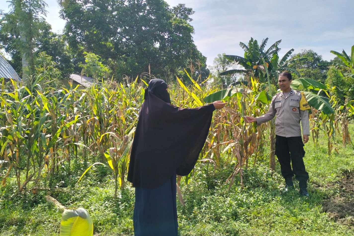 Polres Lombok Barat Dorong Produktivitas Jagung Lewat Pendampingan Petani