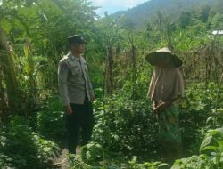 Sinergi Polisi dan Petani: Ketahanan Pangan di Lombok Barat Diperkuat