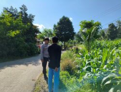 Ketahanan Pangan Diperkuat, Petani Mareje Timur Didampingi Langsung Bhabinkamtibmas