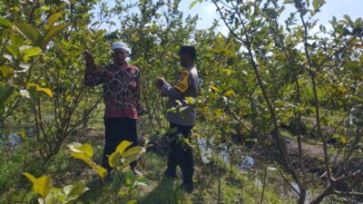 Bhabinkamtibmas Gapuk Dukung Petani Jambu Kristal di Gerung