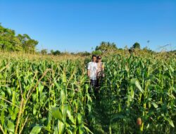 Pendampingan Polri di Dusun Tendaun Dorong Produktivitas Jagung Lokal