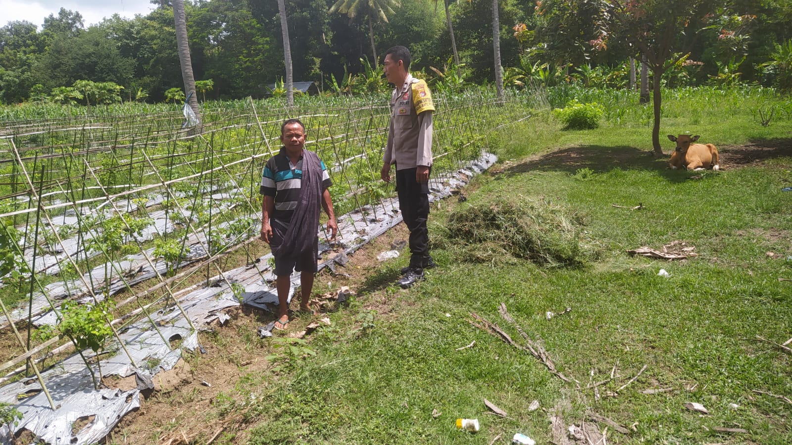 Dukung Ketahanan Pangan, Polri Aktif di Desa Batu Putih