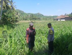 Bripka Saepul Dampingi Petani Jagung di Lembar, Lombok Barat