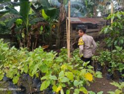 Sinergi Polri dan Pemuda Dorong Swasembada Pangan di Kuripan