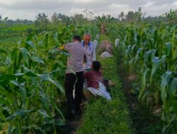 Sinergi Polisi dan Petani Kuripan Atasi Tantangan Kemarau Basah