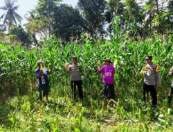 Ketahanan Pangan Diperkuat Lewat Panen Jagung Varietas Unggul di Lombok Barat