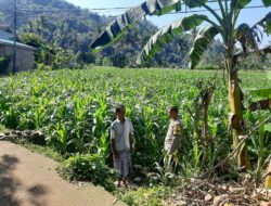 Ketahanan Pangan di Sekotong Timur, Polsek Lembar Turun Langsung