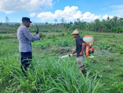Optimalisasi Lahan Kosong untuk Pangan Mandiri di Sekotong