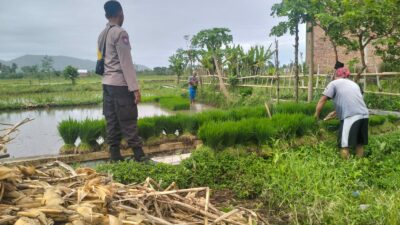 Polri Pantau Langsung Tanam Padi di Desa Lelede, Lombok Barat