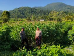 Cek Lahan Jagung, Bhabinkamtibmas Mareje Timur Dukung Petani Lokal