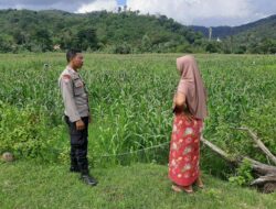 Petani Jagung Sekotong Timur Didampingi Polri, Ini Komitmen Polsek Lembar