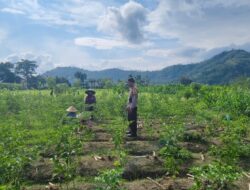 Dukung Pangan Nasional, Polisi Aktif Dampingi Petani Lembar