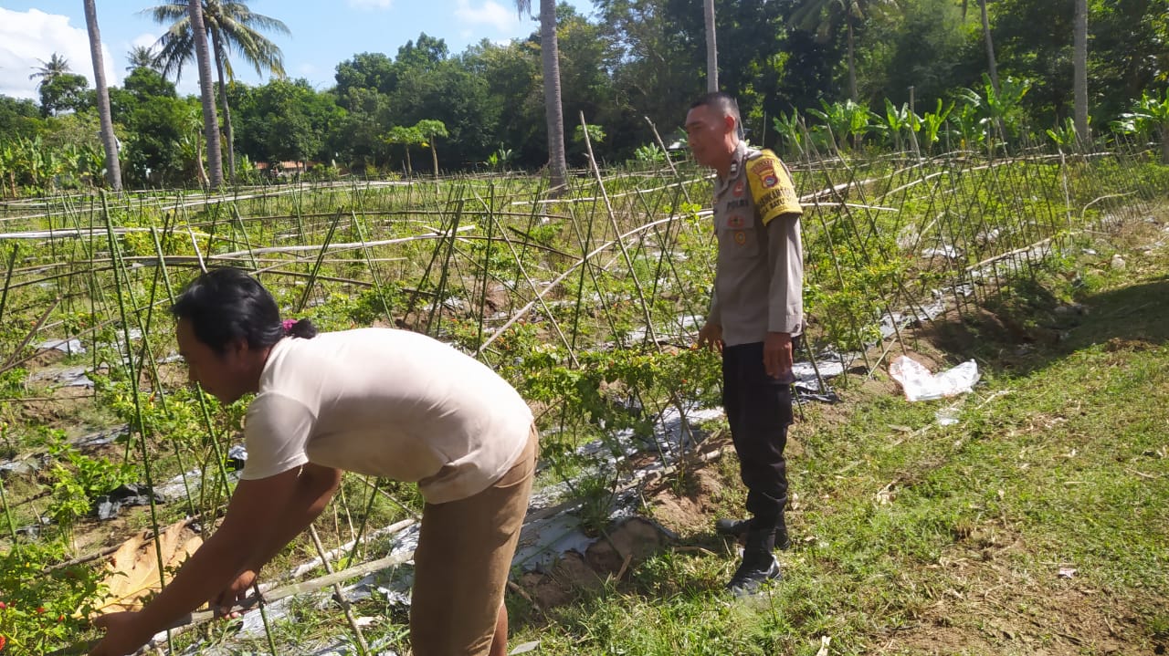 Bhabinkamtibmas Batu Putih Dukung Petani Cabai di Sekotong