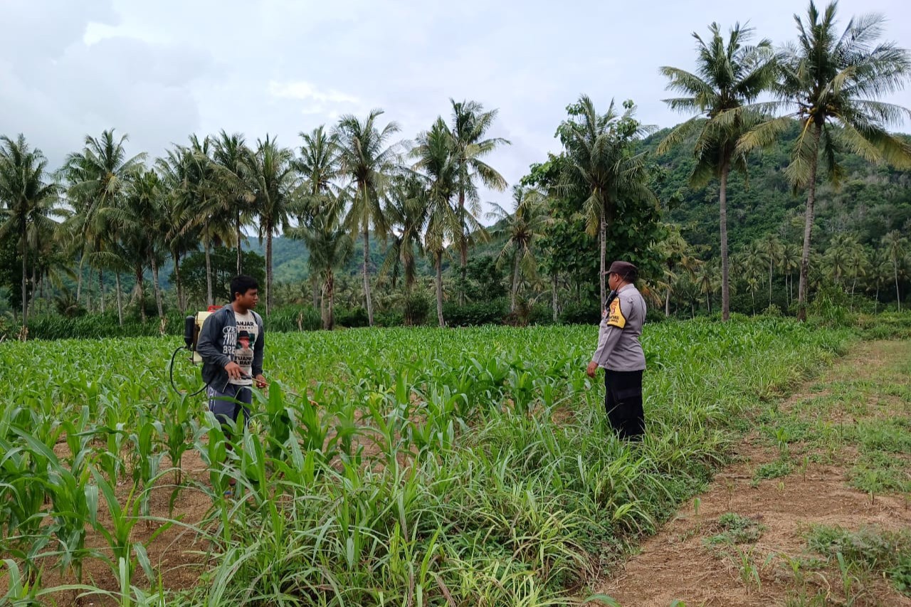 Bhabinkamtibmas di Gerung Dukung Petani Jagung di Giri Tembesi