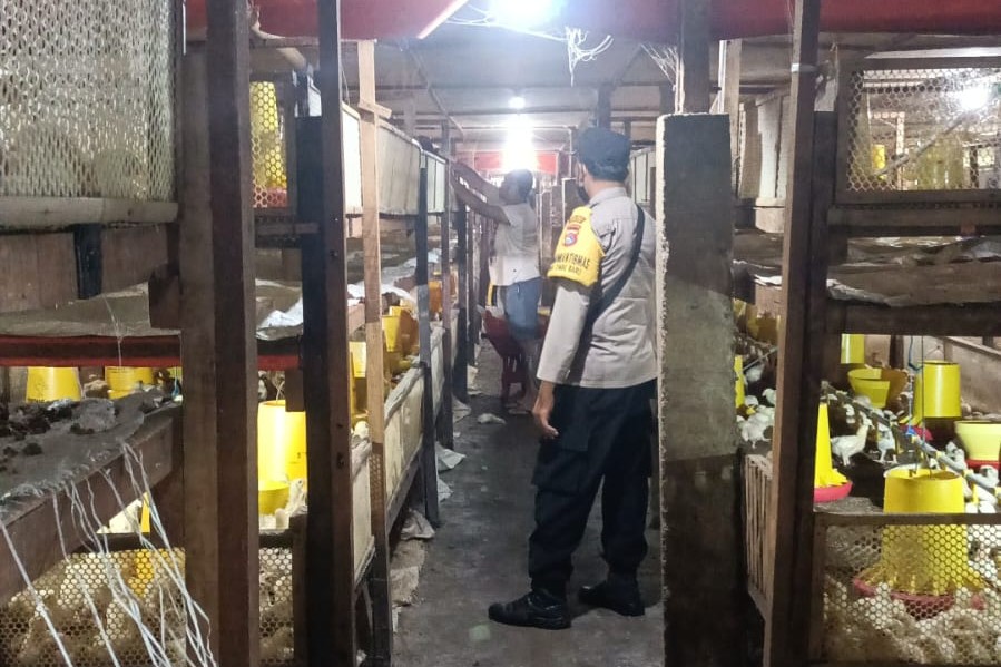 Bhabinkamtibmas Ombe Baru Dorong Ketahanan Pangan Lewat Kunjungan ke Peternak Ayam