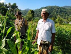 Bhabinkamtibmas Mareje Timur Kawal Produksi Jagung Demi Pangan Nasional
