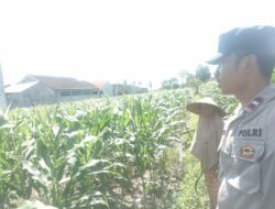 Sinergi Polri dan Petani Labuapi Wujudkan Desa Mandiri Pangan