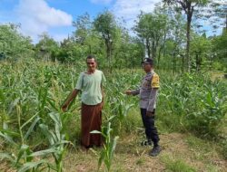 Sinergi Polri dan Warga Sekotong Wujudkan Ketahanan Pangan dari Pekarangan