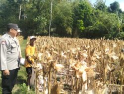 Bhabinkamtibmas Dampingi Panen Jagung di Lingkungan Perigi, Petani Raup Rp9,6 Juta