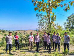 Upaya Ketahanan Pangan: Polres Lombok Barat dan Polda NTB Tinjau Lahan Pertanian di Kedaro