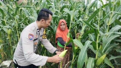 Polsek Labuapi Perkuat Ketahanan Pangan Nasional Lewat Pendampingan Petani Lokal