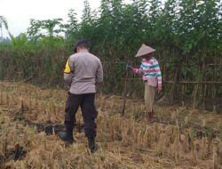 Pekarangan Jadi Lumbung Pangan: Inisiatif Humanis Bhabinkamtibmas di Desa Jagaraga